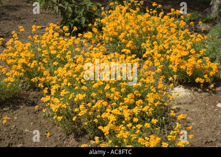 Orange englische Mauerblümchen Wegrauke cheiri Stockfoto