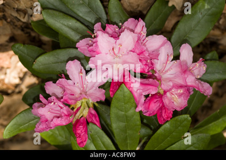 Dunkelrosa Blüten der Azaleen Rhododendron smirnowii (smirnovii), Ericaceae, die im Kaukasus blühen. Nahaufnahme lebendiger Blumenblätter. Stockfoto