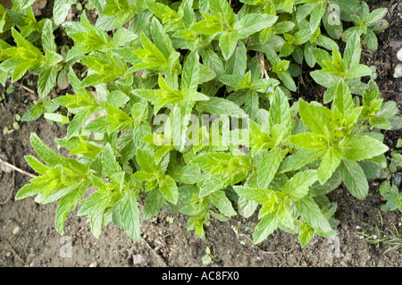 Hochwinkelansicht frischer grüner Spearmint (Mentha spicata) Heilkräuterpflanzen aus der Familie Lamiaceae, die im Gartenbeet wachsen. Stockfoto