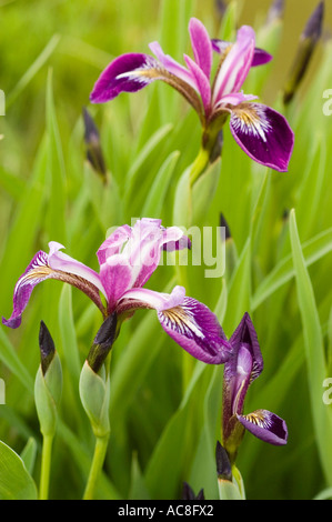 Leuchtend lila Iridaceae Iris versicolor Kermesina Blüten in Blüte mit grünem Laubhintergrund. Wunderschöne Gartenblende aus nächster Nähe. Stockfoto