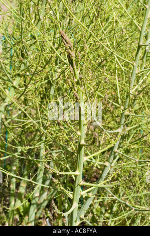 Nahaufnahme einer auf einem Feld wachsenden Heilpflanze Asparagus officinalis (Asparaginaceae). Heimisch in Europa, Asien und Afrika. Stockfoto