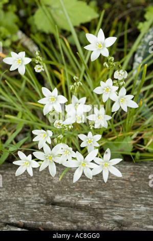 Weiße blühende Blüten des Sterns von Bethlehem Ornithogalum umbellatum, die in einem Garten in der Nähe einer Holzplanke wachsen. Wunderschöne Frühlingswildblumen. Stockfoto