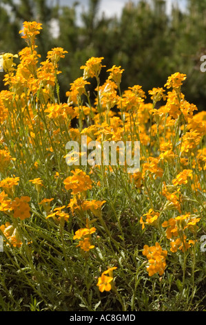 Lebendige orange englische Wallflower Erysimum cheiri blüht in einer Gartenumgebung mit grünem Laubhintergrund. Stockfoto