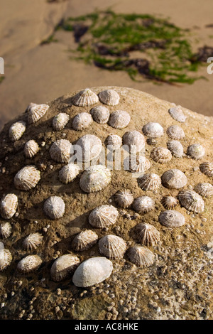 Limpet Muscheln auf Felsen Steephill Cove Beach Ventnor Isle Of Wight England Frühjahr 2006 Stockfoto