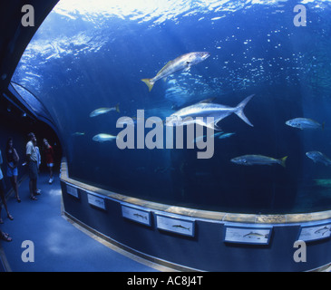 Besucher das Two Oceans Aquarium an der V & A Waterfront Blick auf Marine Fischarten, darunter Cob und leer fischen. Stockfoto