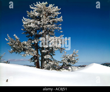 Raureif klammert sich an Bäume an einem kalten Wintertag geformten weißen scenic View anlegen Stockfoto