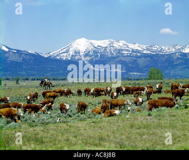 Whiteface Hereford-Rinder grasen friedlich auf ihrer Sommer-Range in Wyoming Stockfoto
