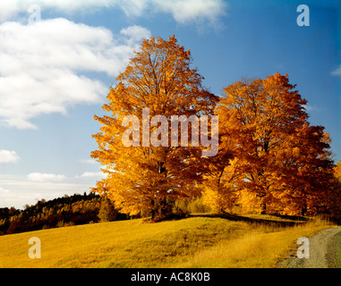 Dramatische Herbstfarben dominieren die Ahornbäume in Vermont im Herbst des Jahres Stockfoto