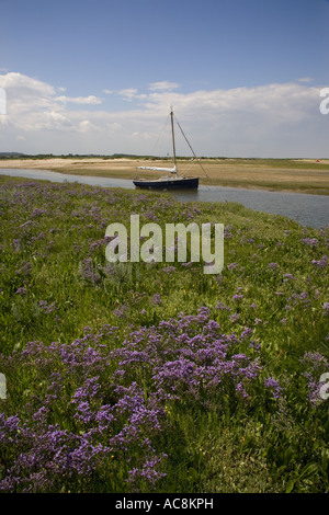 Strandflieder Limonium Vulgare Morston Nfk Stockfoto