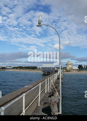 Pelikan am Busselton Jetty, Western Australia, Australia Stockfoto