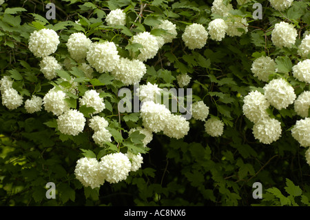 Schöne weiße Blüten der Heilpflanze Gelderrose, Schneeballbaum, hoher Preiselbeerstrauch und Viburnum opulus Rose in voller Blüte. Stockfoto