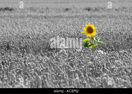 Einsame Sonnenblume im Mais Feld Beauvais Sur Matha Charente Maritime SW Frankreich Stockfoto