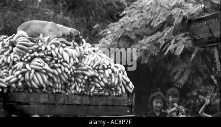 Ein Hund schläft auf einem riesigen Hügel aus Bananen Umzug per LKW von einer Plantage in Costa Rica Stockfoto