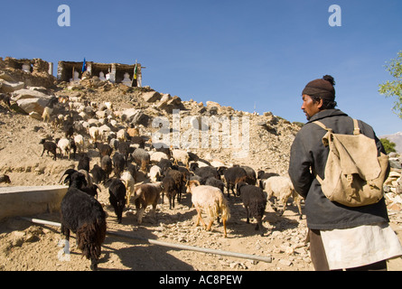 Indien Himachal Pradesh Spiti Nako Dorf 2950m Sheperd führt seine Schafe auf einem Hügel mit kleinen Stupas an Spitze Stockfoto