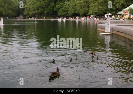 Eine Familie von Enten im kleinen Wintergarten Wasser Teich im Central Park New York City Stockfoto