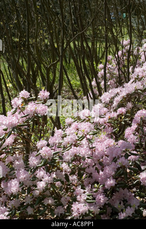 Wunderschöne rosafarbene Blumen von Carolina Azalea und Carolina Rhododendron (Ericaceae Rhododendron) blühen in einer natürlichen Gartenumgebung. Stockfoto