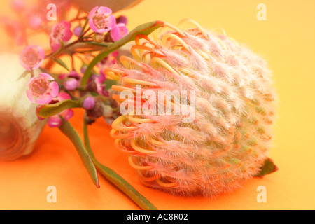 Australische Gum Muttern auf eine Orange Hintergrund BAPD 2287 BAPD 2288 Stockfoto