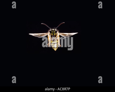 Gemeinsamen Wespe Guepe Gemeinde Paravespula Vulgaris Vespula Vulgaris im Flug Frankreich Stockfoto