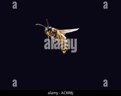 Gemeinsamen Wespe Guepe Gemeinde Paravespula Vulgaris Vespula Vulgaris im Flug Frankreich Stockfoto