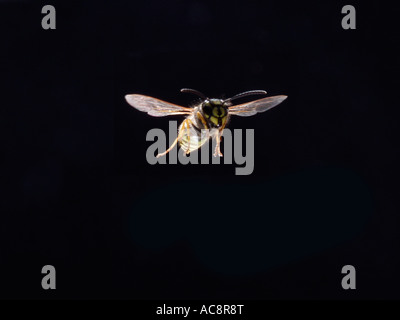 Gemeinsamen Wespe Guepe Gemeinde Paravespula Vulgaris Vespula Vulgaris im Flug Frankreich Stockfoto