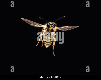 Gemeinsamen Wespe Guepe Gemeinde Paravespula Vulgaris Vespula Vulgaris im Flug Frankreich Stockfoto