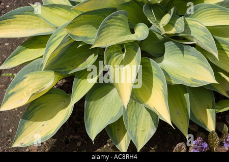 Leuchtend bunte grüne und gelbe Blätter der Hosta June Pflanze in einem Garten. Stockfoto