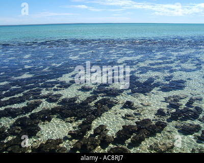 Stromatolithen im Hamelin Pool in Shark Bay, Westaustralien Stockfoto