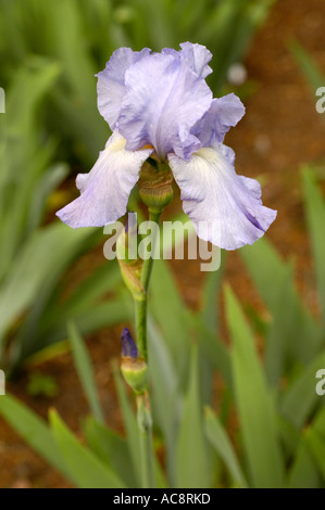 Nahaufnahme einer hellblauen Blume von Iridaceae Barbata Elatior Iris Azure Heaven in einer Gartenumgebung mit grünem Laub und Blütenknospen. Stockfoto