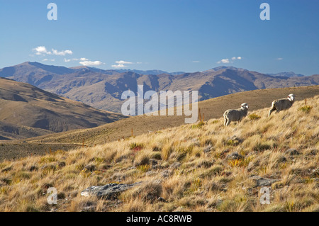 Schaf Carrick Bereich Central Otago Südinsel Neuseeland Stockfoto