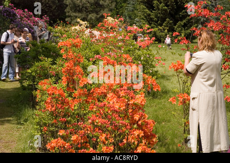 Menschen gehen zu Fuß und machen Fotos zwischen vielen lebendigen Azaleen Rhododendronbüschen in einem üppigen Frühlingsgarten Park. Stockfoto