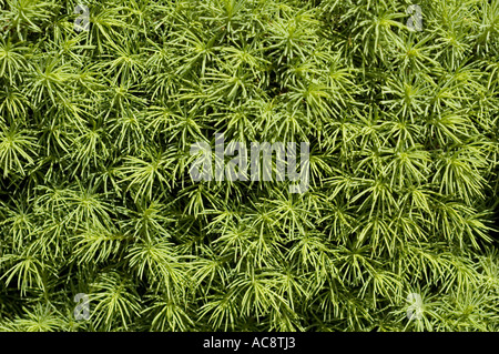 Zwerg-Kegel Fichte Pinaceae Picea Glauca Conica Stockfoto