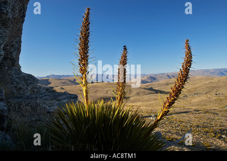 Golden Speargrass Aciphylla Aurea Carrick Bereich Central Otago Neuseeland Südinsel Stockfoto