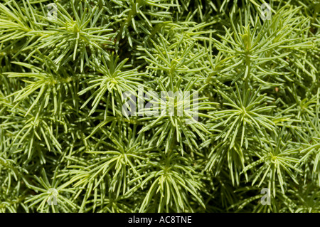 Zwerg-Kegel-Fichte hautnah Pinaceae Picea Glauca Conica Stockfoto