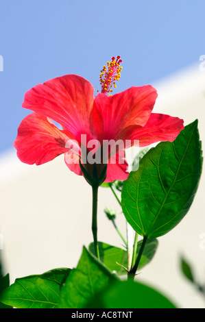 Rote Hibiscus Rosa Sinensis wächst auf den mediterranen Insel von Kreta griechische Inseln Stockfoto