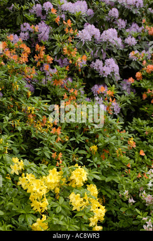 Ein üppiger Busch voller leuchtender violetter, oranger und gelber Azaleen oder Rhododendronblüten in voller Blüte, die eine farbenfrohe Gartenausstellung zeigen. Stockfoto