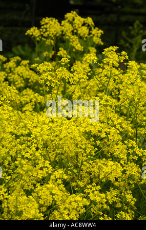 Gelben Blüten der warziger Kohl oder Hügel Senf oder türkischen Rakete Wartycabbage Cruciferae Bunias Orientalis Ost-Europa Stockfoto