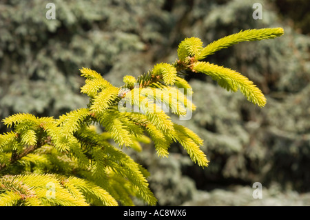 Leuchtende gelbe Fichte Pinaceae Picea abjagt neue Wachstumsnadeln im Frühlingssonnenlicht und zeigt hellgelb-grünes Laub. Stockfoto