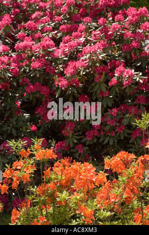 Leuchtende rote und orangene Azalea Rhododendronblüten blühen im Frühling in einer üppigen Gartenlandschaft. Stockfoto