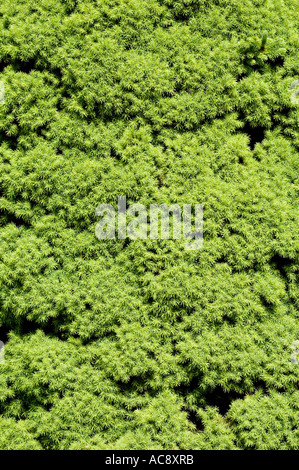 Zwerg-Kegel Fichte Pinaceae Picea Glauca Conica Stockfoto