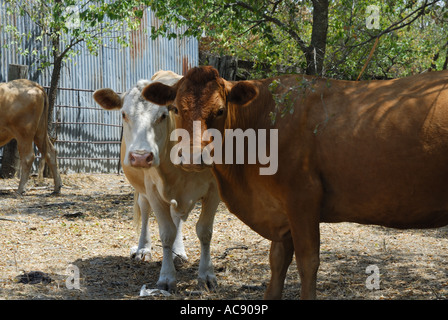 Zwei Kühe in die Kamera schaut. Einer ist braun und das andere ist weiß vor einer alten Scheune aus Metall. Stockfoto
