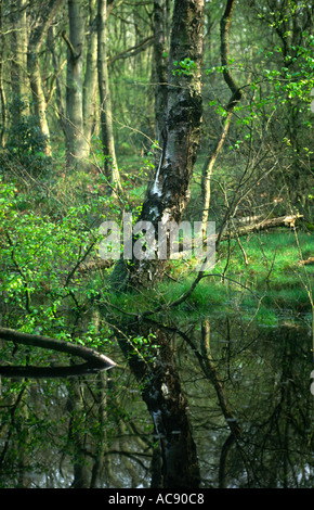 Silver Birch und Reflexion in Essex Wald England Stockfoto