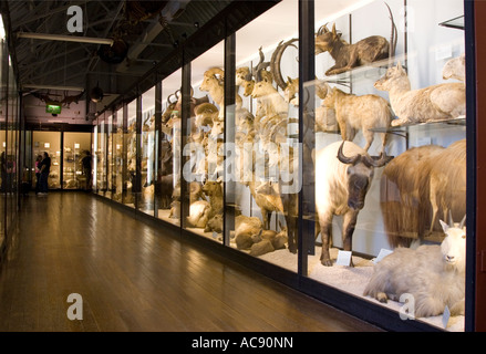 Natural History Museum Tring - Hertfordshire Stockfoto