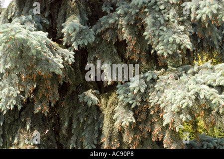 Nahaufnahme eines weißen Tannenzweiges mit dichten blau-grünen Nadeln und kleinen braunen Pollenzapfen bei natürlichem Sonnenlicht. Stockfoto
