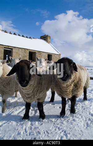 dh Suffolk Schafe Widder SCHAFE UK paar im Schnee Schutz Durch ruinierte Hütte schottische Landwirtschaft schottland Winter Vieh Stockfoto