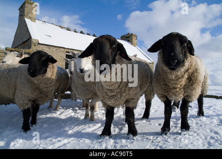 dh Suffolk Schafe SCHAFE UK Rams im Schnee schützend durch Ruined Cottage Winter uk Bauernhof Tiere RAM Stockfoto