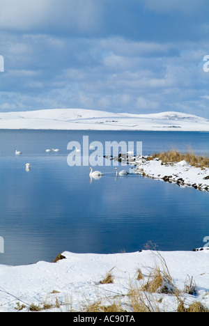 dh Loch von Stenness STENNESS ORKNEY Herde der stumme Schwäne und Hoy Hügel winter Stockfoto