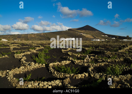 dh MONTANA BLANCA LANZAROTE Lava Trockensteinmauern schützen Reben Auf vulkanischen Asche Feld Weinberge Wand Weinbau Boden Stockfoto