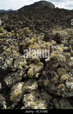 dh LAVA LANZAROTE vulkanischen Aa Aa Bett Lavafeld mit Flechten Pilzen Klinker Stein Stockfoto