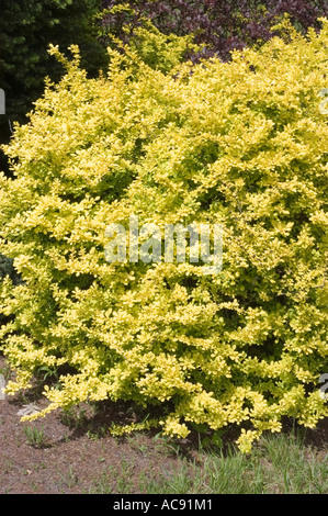 Hellgelbes Laub von Berberis thunbergii Aurea, einem Zierstrauch der Berberidaceae, der in einer Sommergartenlandschaft wächst. Stockfoto