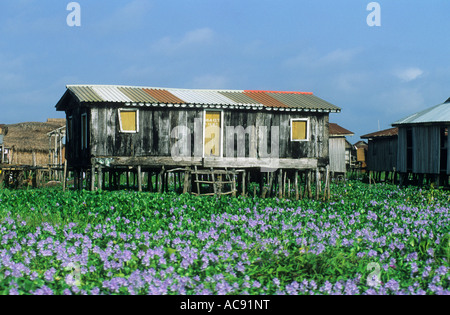 Haus auf Stelzen unter dichten Wasserpflanzen Ganvié; Benin Stockfoto